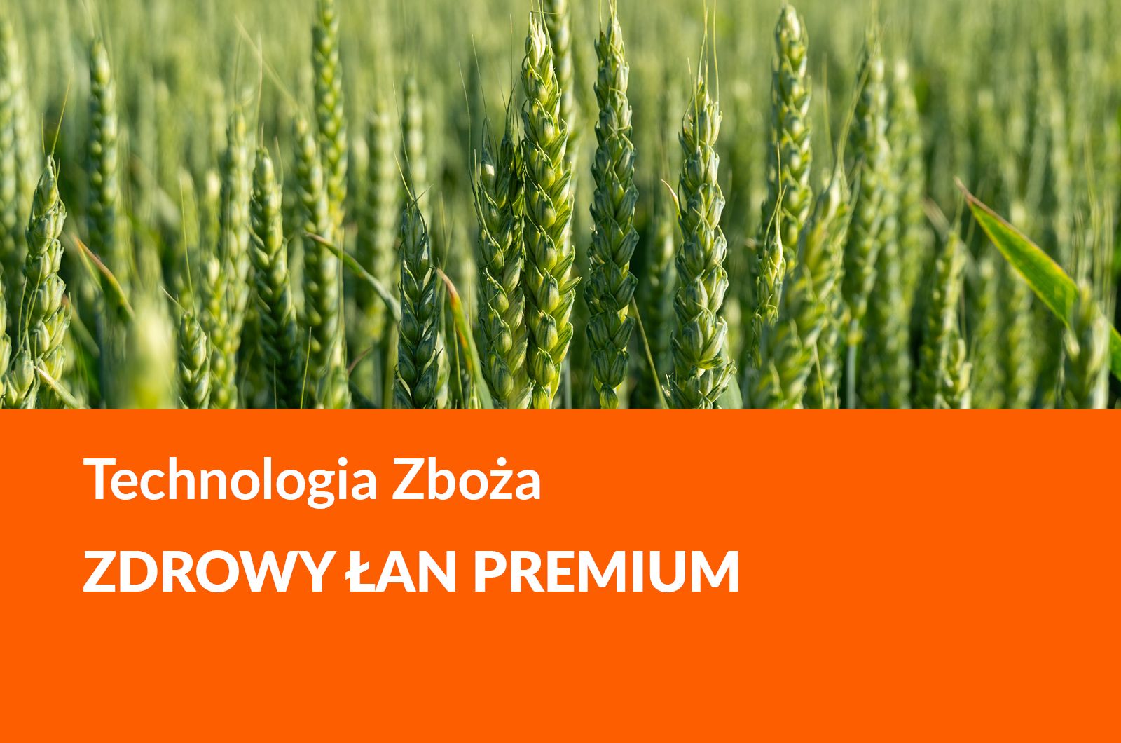 Zboża Zdrowy Łan Premium